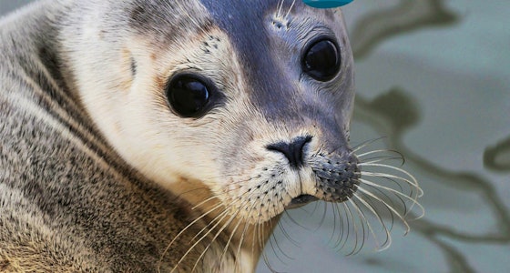 2 tickets voor A Seal Zeehondenopvang!