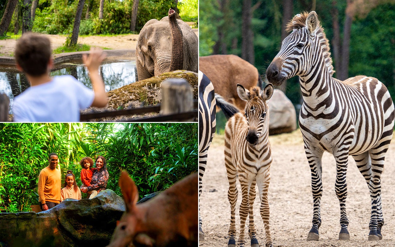 4 tickets voor Koninklijke Burgers' Zoo!
