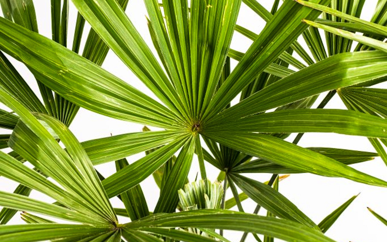 Kentia indoor palmboom voor tropische sferen!
