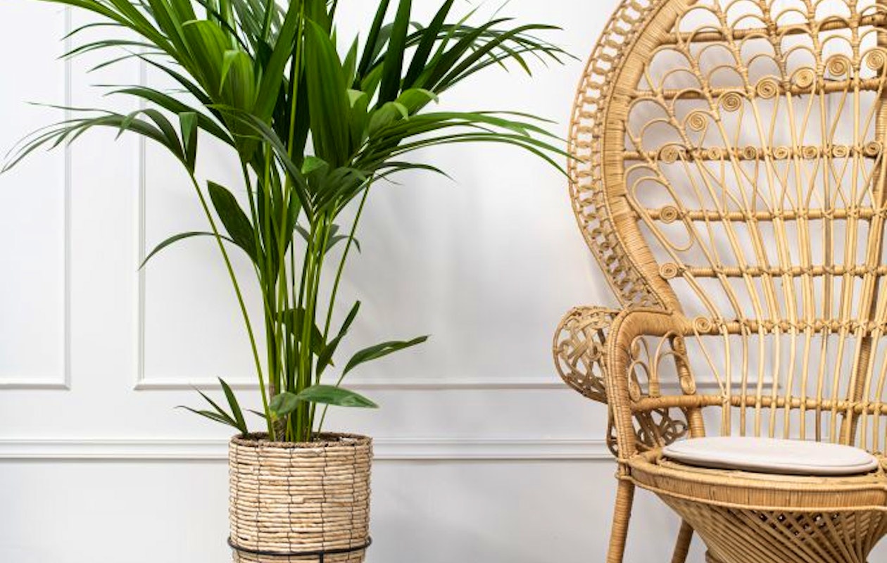 Kentia indoor palmboom voor tropische sferen!