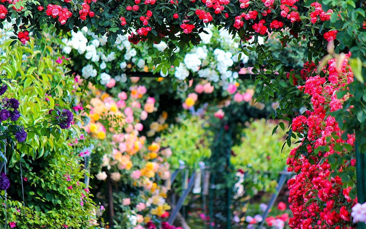 Prachtige klimrozen voor een romantische en kleurrijke tuin!