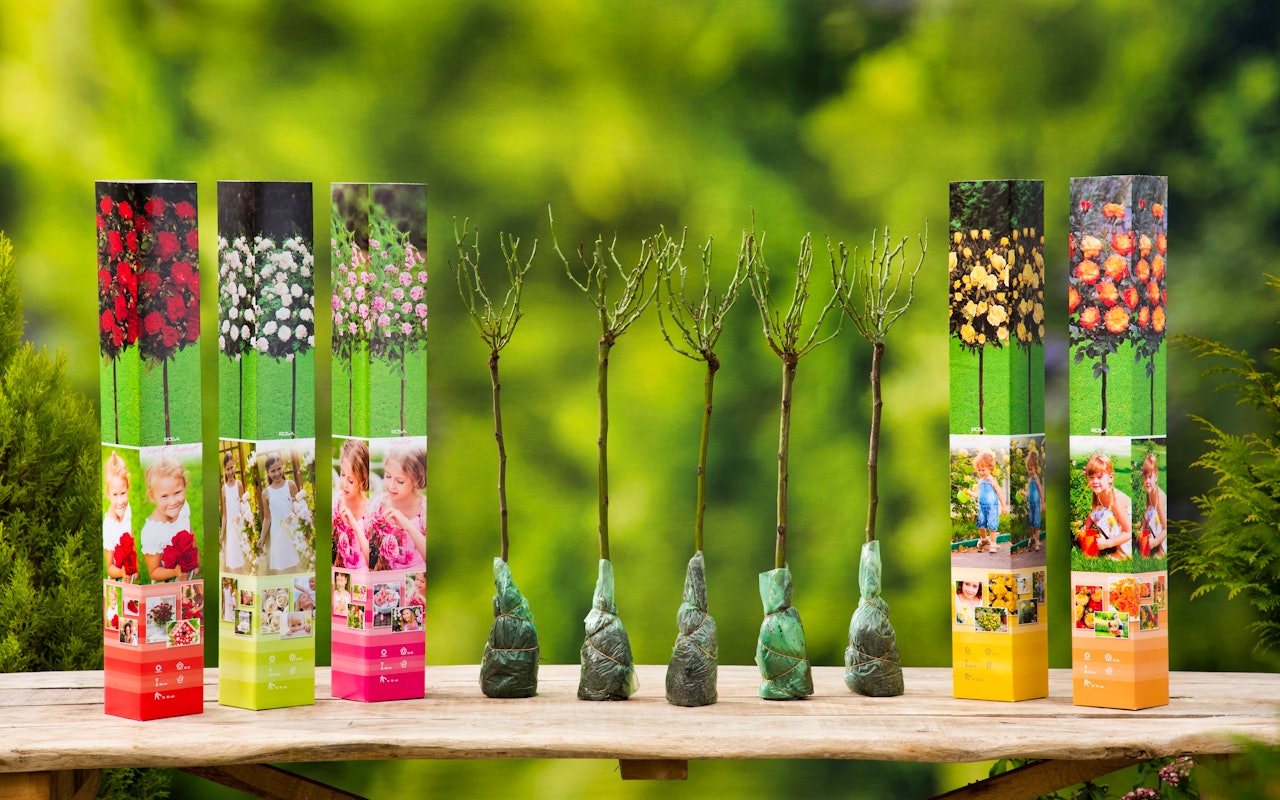 Geef je tuin of balkon kleur met deze set mini-stamrozen!
