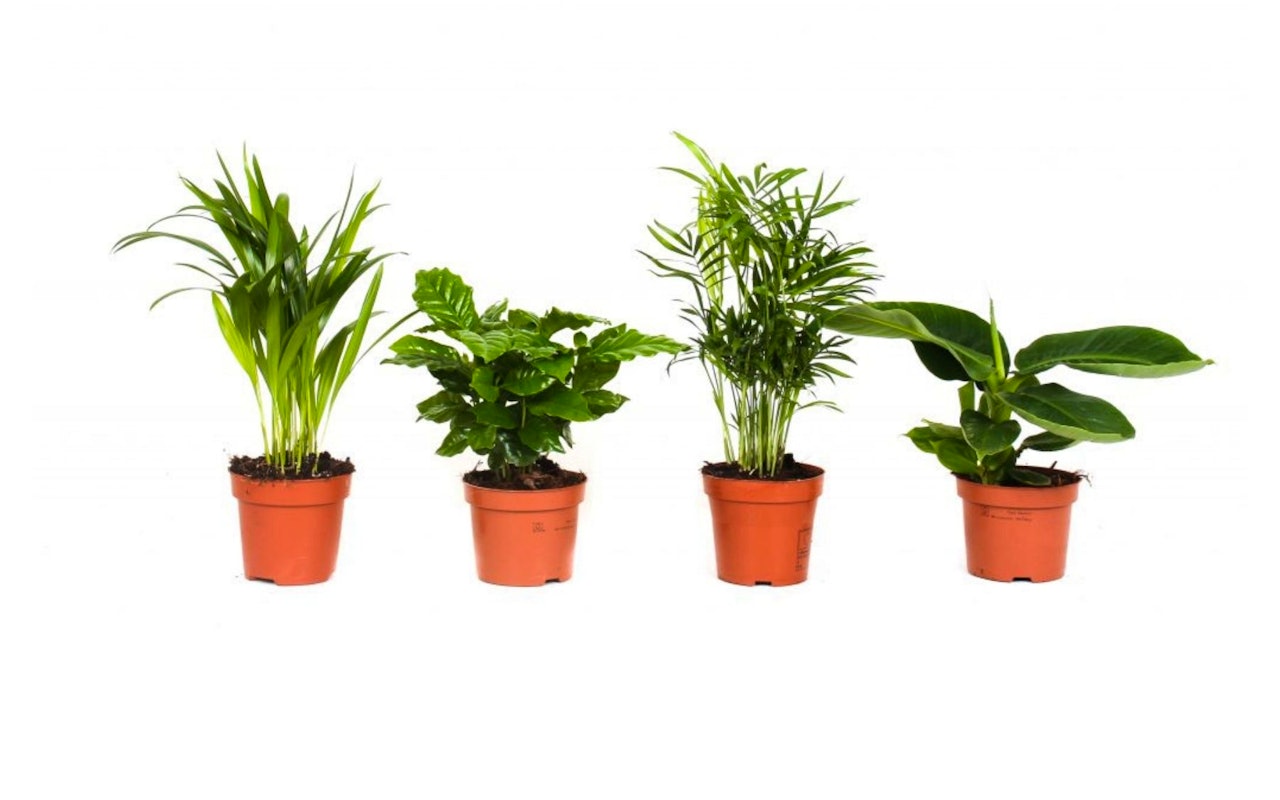 Een set van 4 Tropische kamerplanten!