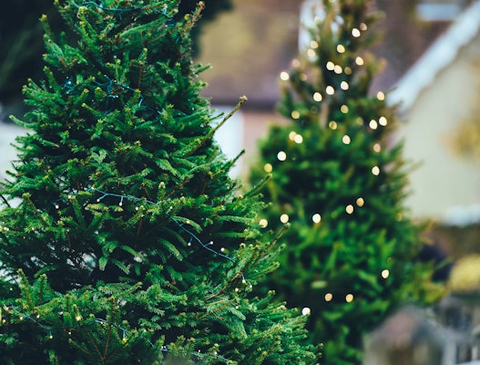 Een hekel hebben aan Memoriseren Een evenement Nordmann Kerstboom korting | Kerstproducten | Ticketveiling.nl