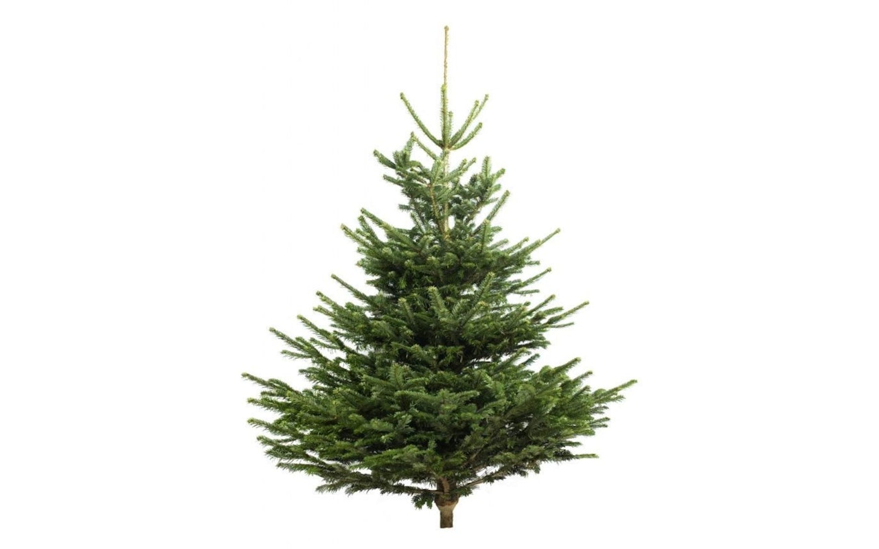 Nordmann-Spar Kerstboom 125-150 cm - zonder Kluit!