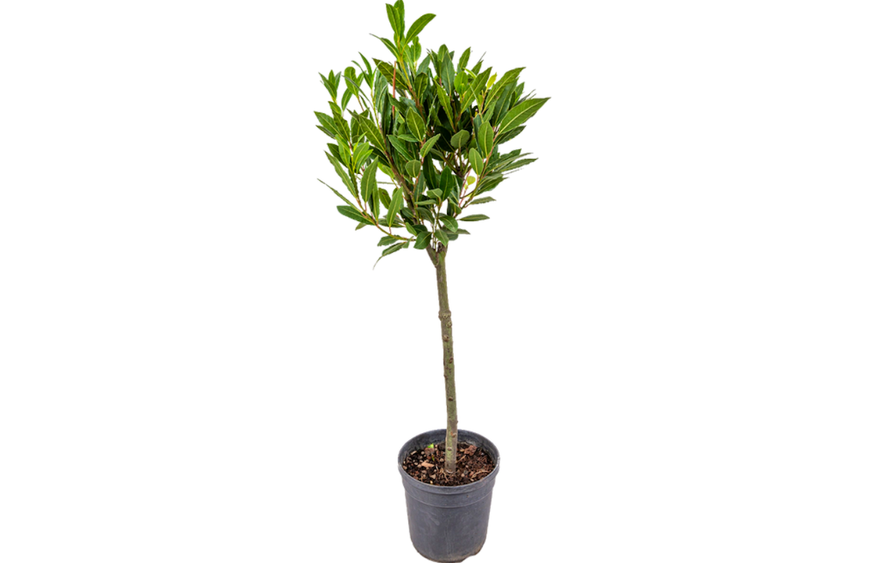 Een sierlijk laurierboompje voor op jouw balkon of in de tuin!