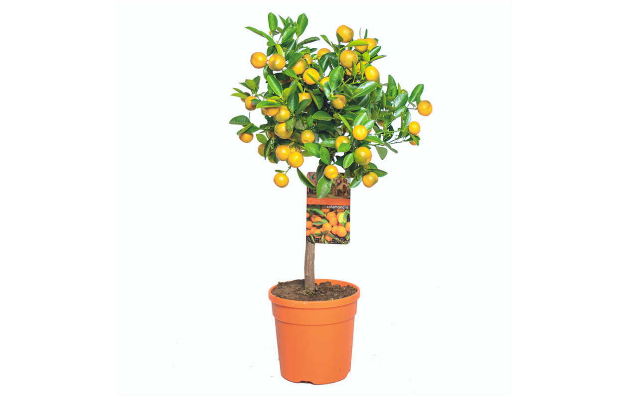 Groei je eigen sier mandarijnen met deze mandarijnboom hoogte ↕ 60 - 65 cm!