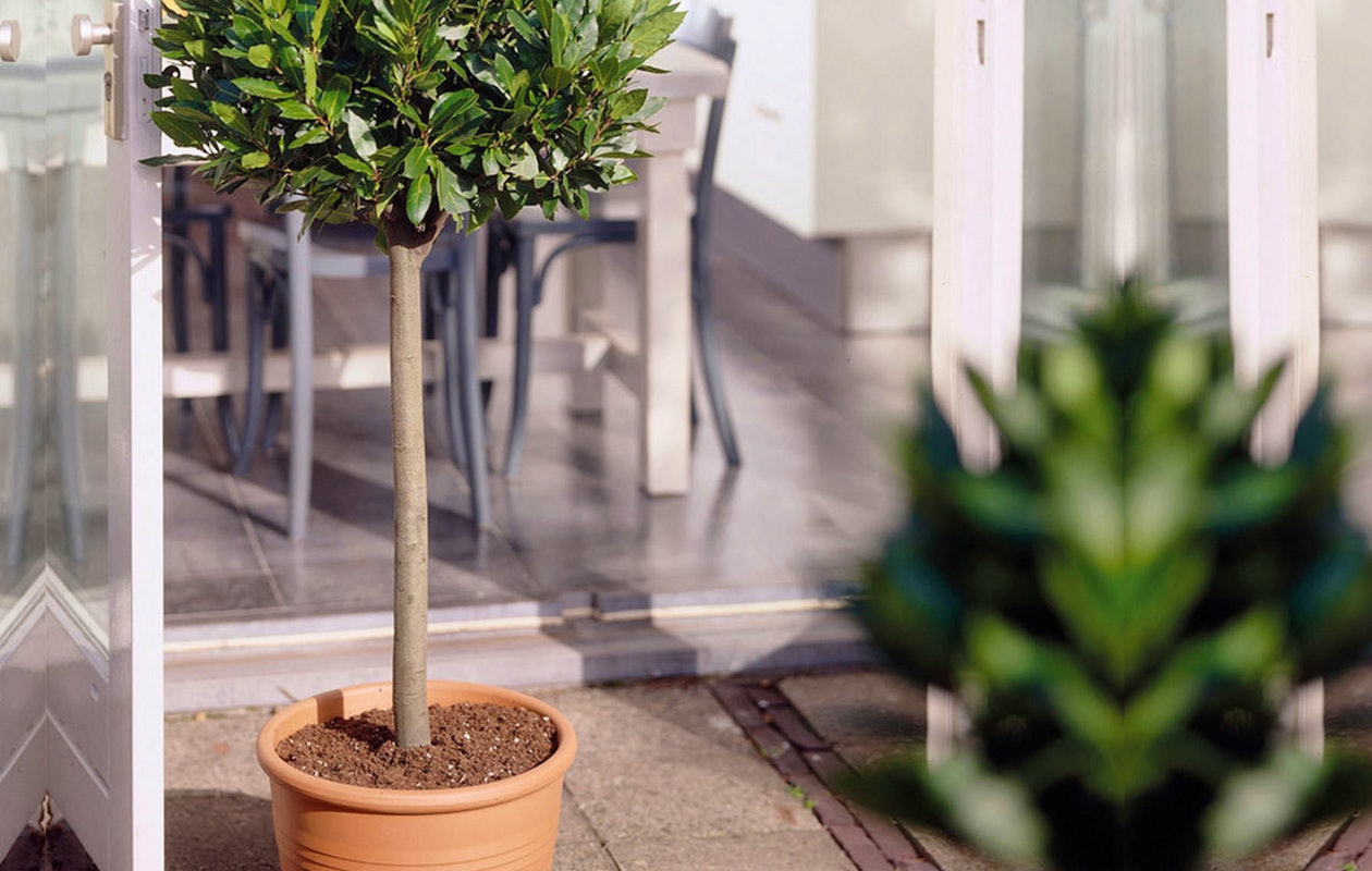 Een sierlijk laurierboompje voor op jouw balkon of in de tuin!