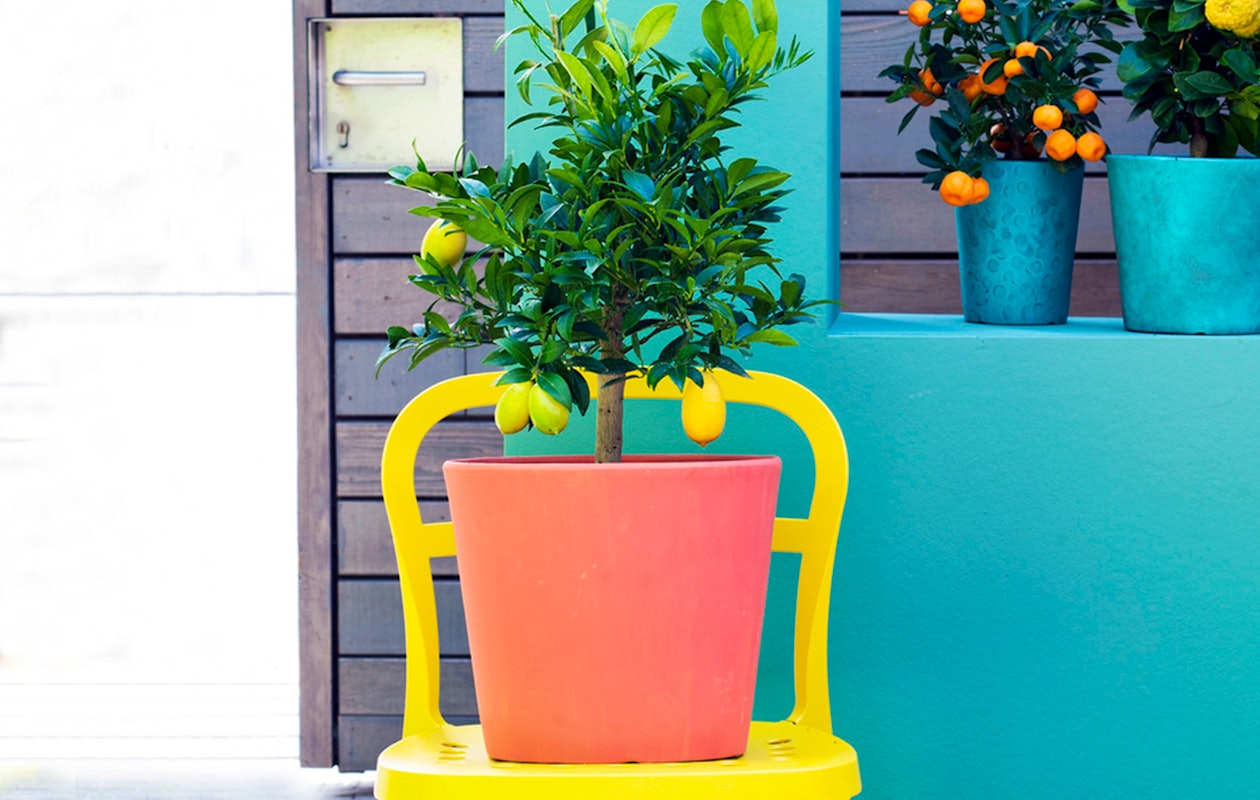 Groei je eigen citroenen met deze citroenboom hoogte ↕ 70 - 80 cm!