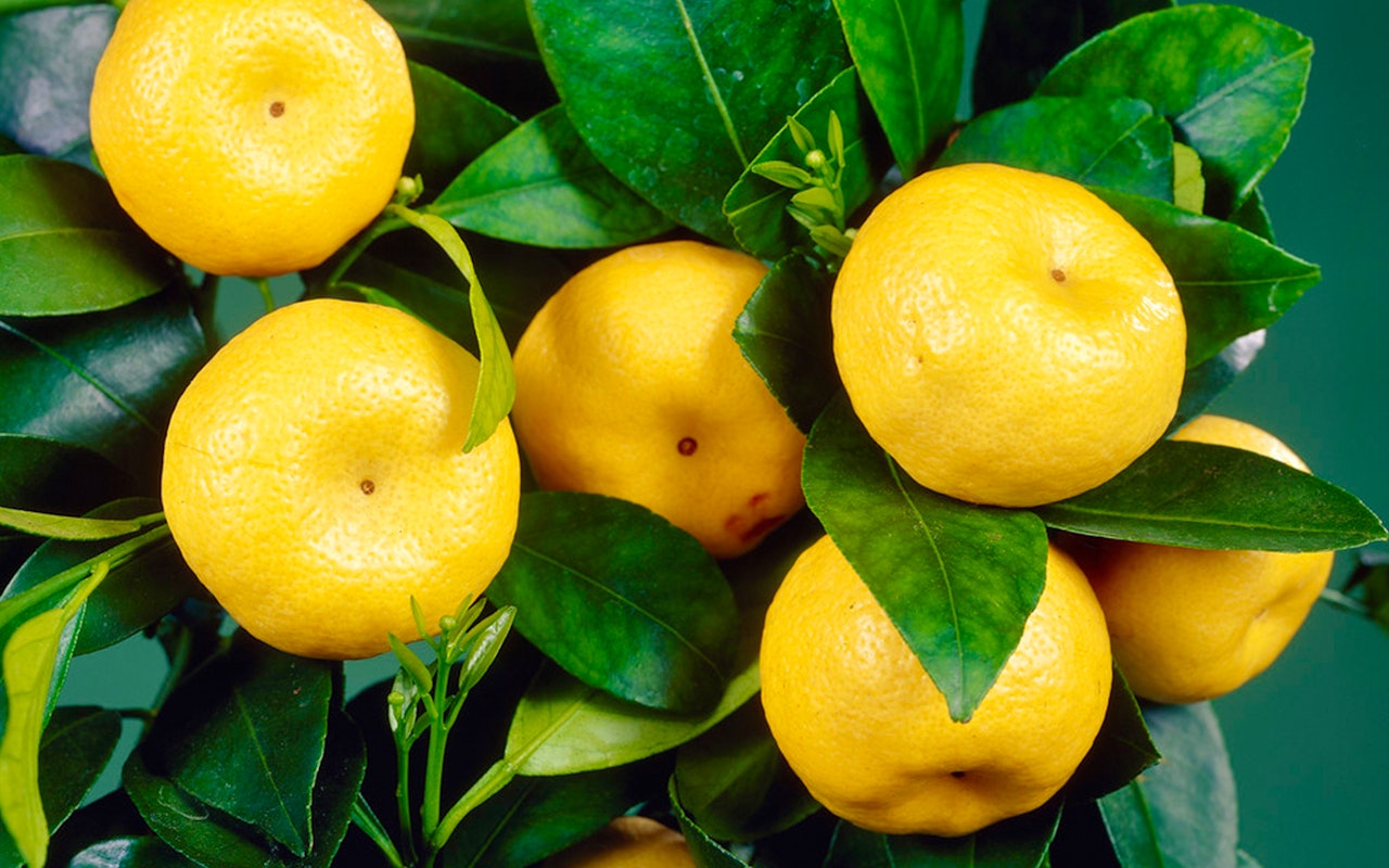 Groei je eigen citroenen met deze citroenboom hoogte ↕ 70 - 80 cm!