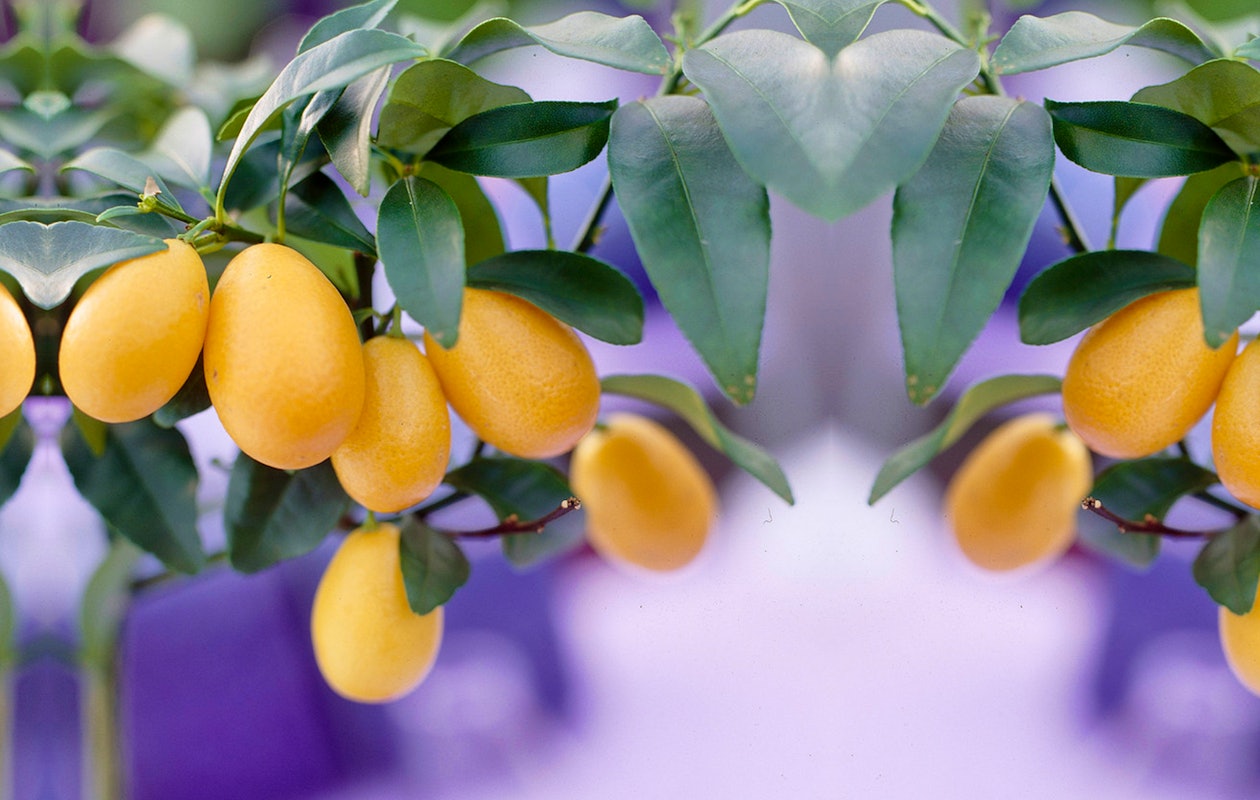 Groei je eigen sier mandarijnen met deze mandarijnboom hoogte ↕ 60 - 65 cm!
