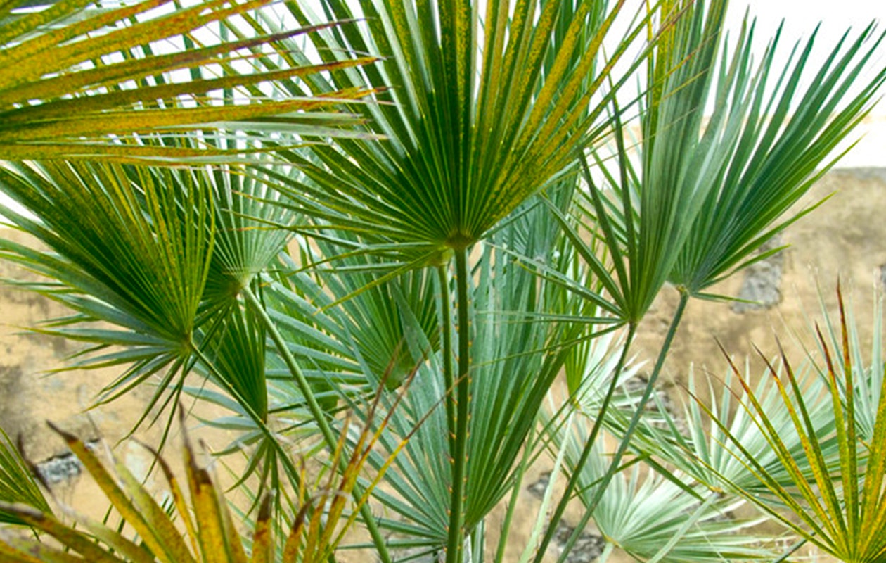 Sierlijke Mexicaanse waaierpalm hoogte ↕ 50 - 60 cm!
