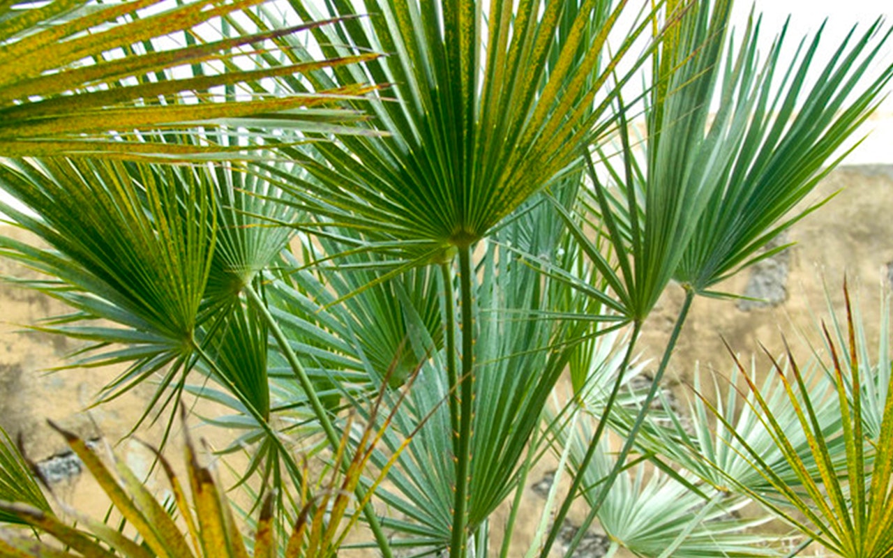 Sierlijke Mexicaanse waaierpalm hoogte ↕ 50 - 60 cm!
