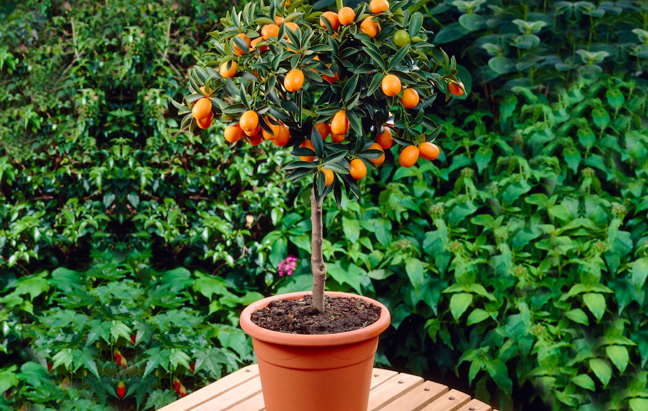 Groei je eigen sier sinaasappels met deze sinaasappelboom hoogte ↕ 50 - 60 cm!