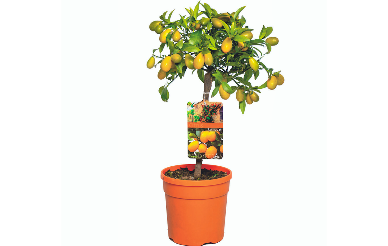 Groei je eigen sier sinaasappels met deze sinaasappelboom hoogte ↕ 50 - 60 cm!