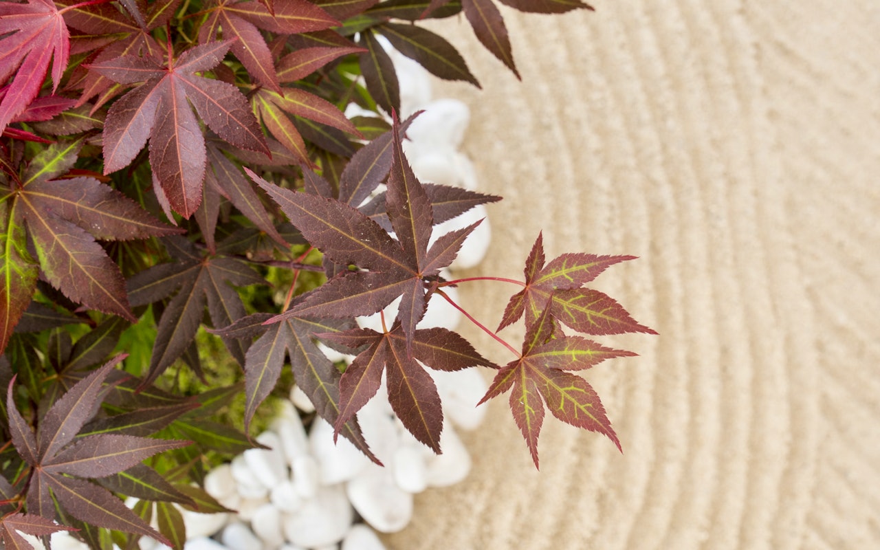 Set van 4 prachtig kleurrijke Japanse Esdoorns ↕ 20 - 35 cm!