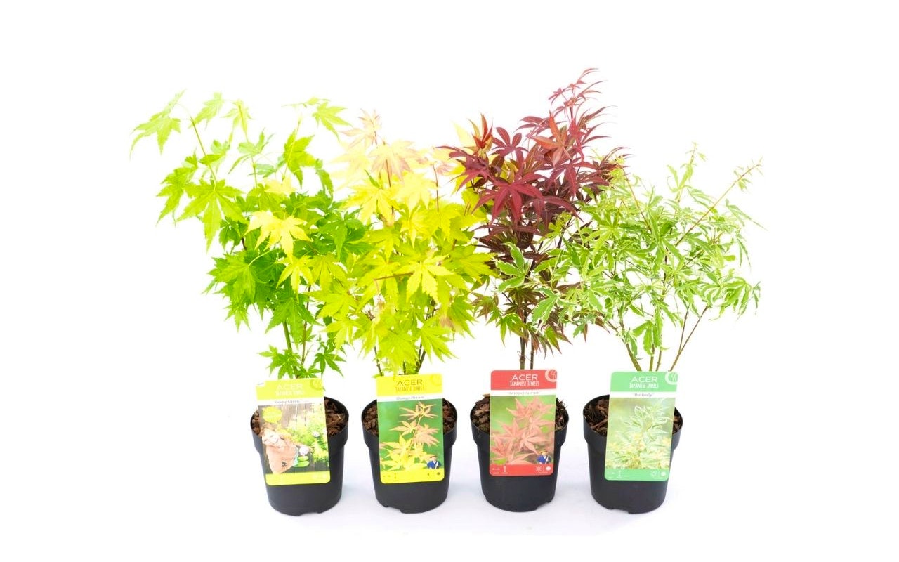 Set van 4 prachtig kleurrijke Japanse Esdoorns ↕ 20 - 35 cm!