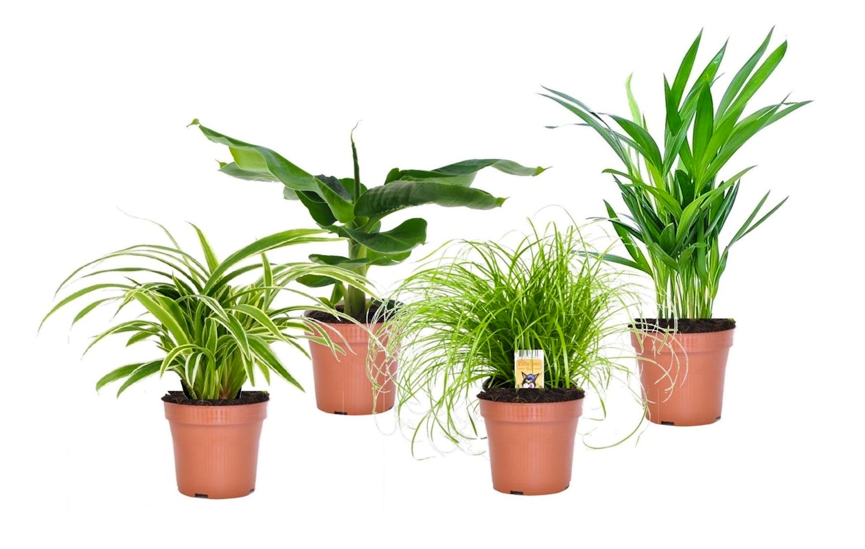 Creëer een urban jungle gevoel met deze set van 4 diervriendelijke kamerplanten!