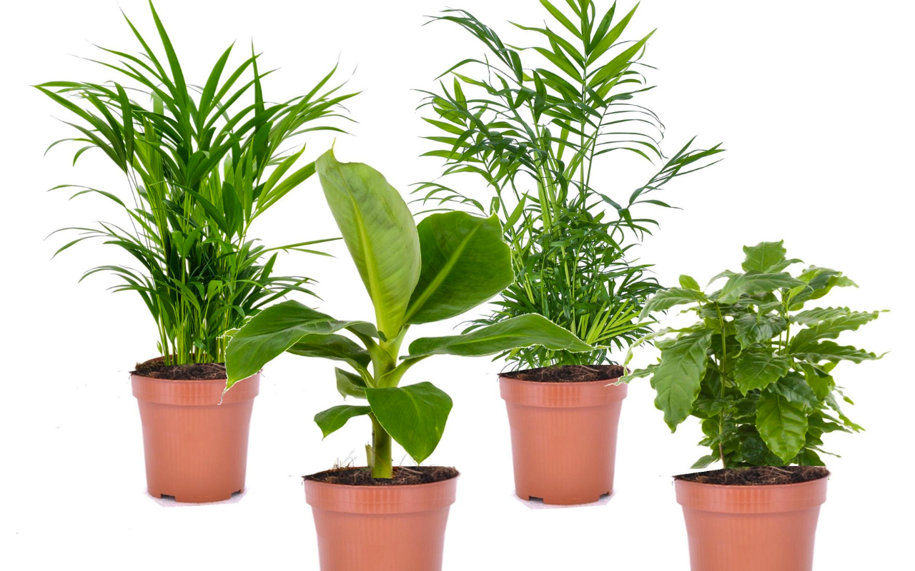 Een mix van 4 trendy kamerplanten voor thuis of op kantoor hoogte 25-40 cm gemeten incl. pot!