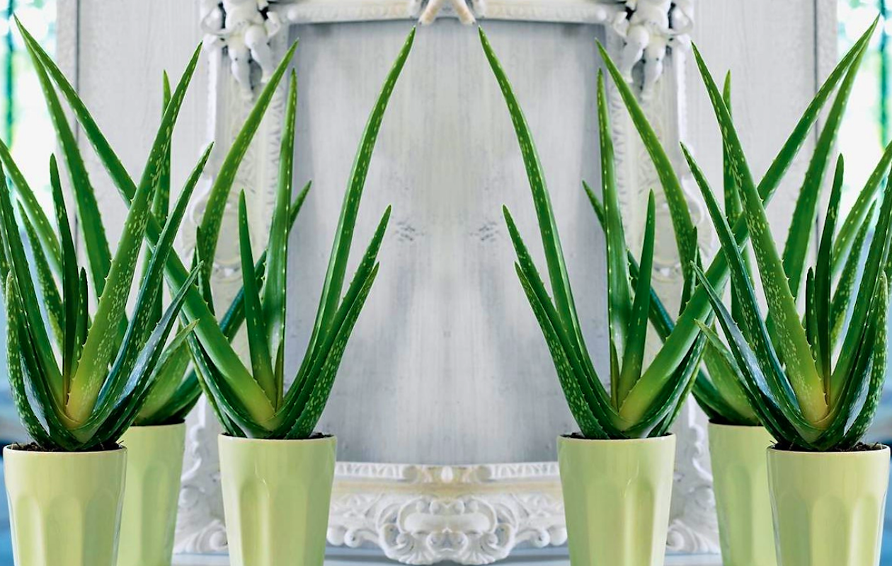 Set van 3 Aloe Vera planten hoogte ↕ 20 - 30 cm!