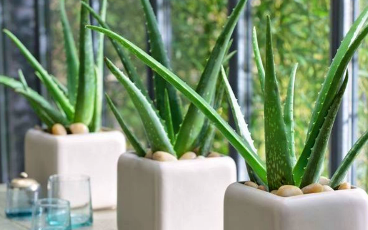 Set van 3 Aloe Vera planten hoogte ↕ 20 - 30 cm!