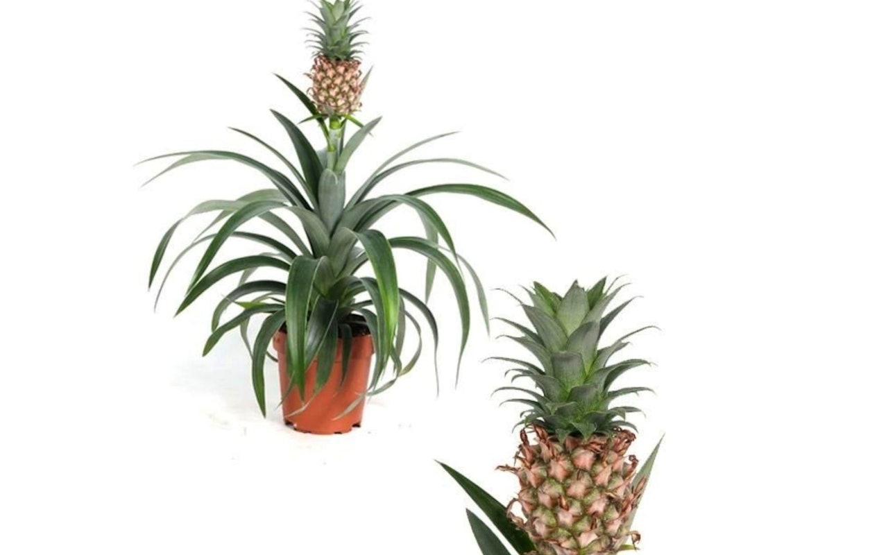 Tropische sferen met een set van 2 ananasplanten!