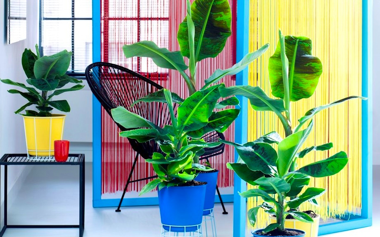 Een set van 2 tropische Bananenplanten voor in huis ↕ 25 - 40 cm!