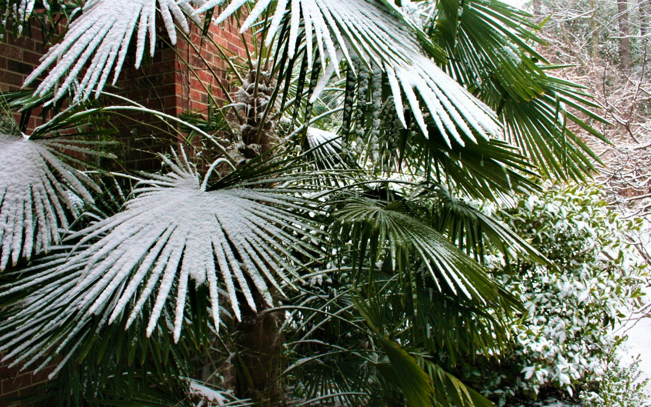 Trachycarpus Fortunei 'Chinese Waaierpalm' hoogte ↕ 60 - 70 cm!
