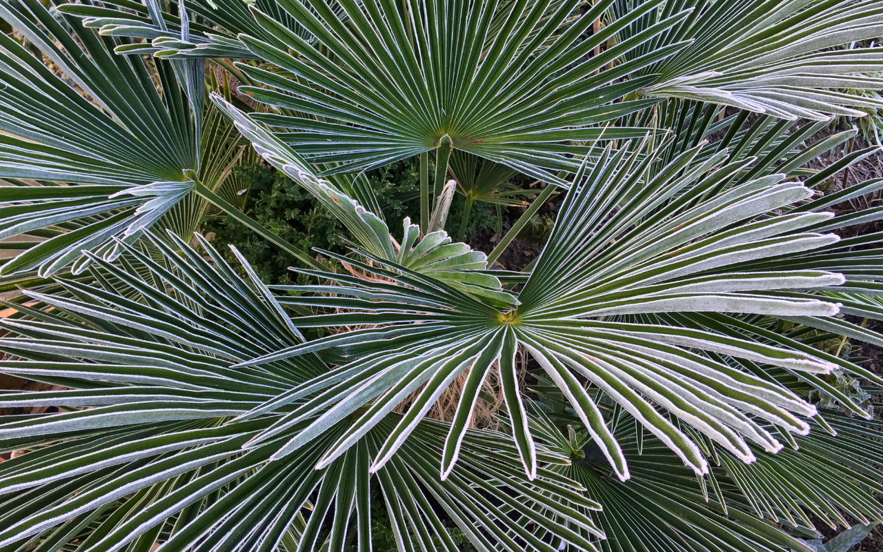 Trachycarpus Fortunei 'Chinese Waaierpalm' hoogte ↕ 60 - 70 cm!