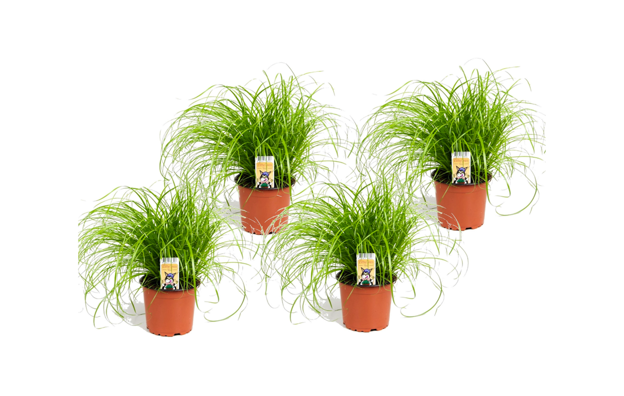 Set van 4 Cyperus kattengras planten hoogte ↕ 25 - 40 cm!