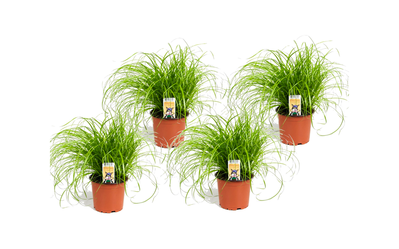 Set van 4 Cyperus kattengras planten hoogte ↕ 25 - 40 cm!