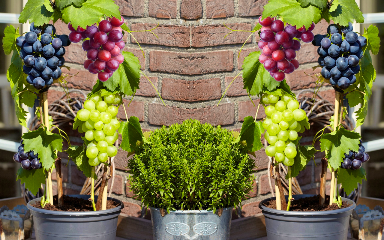 Set van 3 winterharde druiven planten hoogte ↕ 25 - 40 cm!