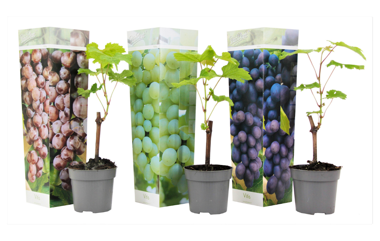 Set van 3 winterharde druiven planten hoogte ↕ 25 - 40 cm!
