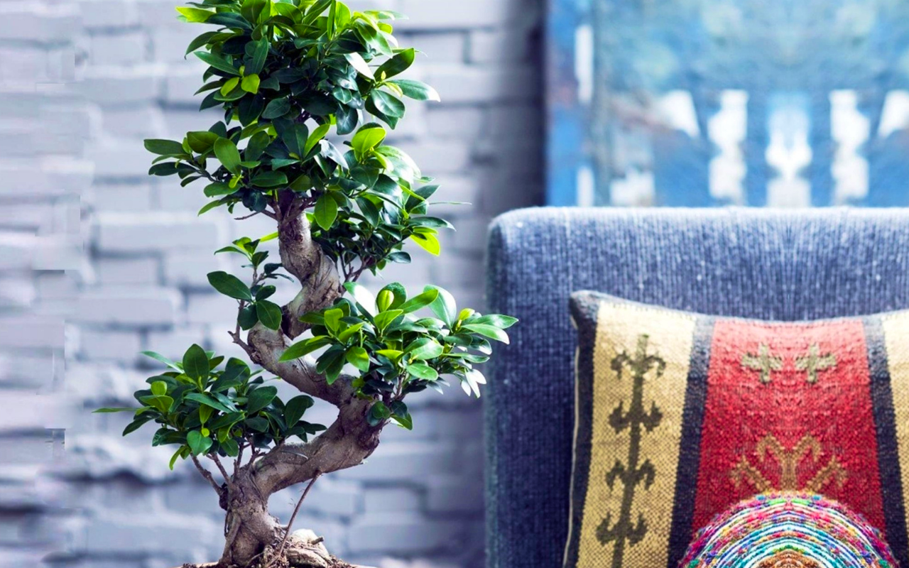 XL Japanse Bonsai boom met S-vormige stam hoogte ↕ 60 - 80 cm!