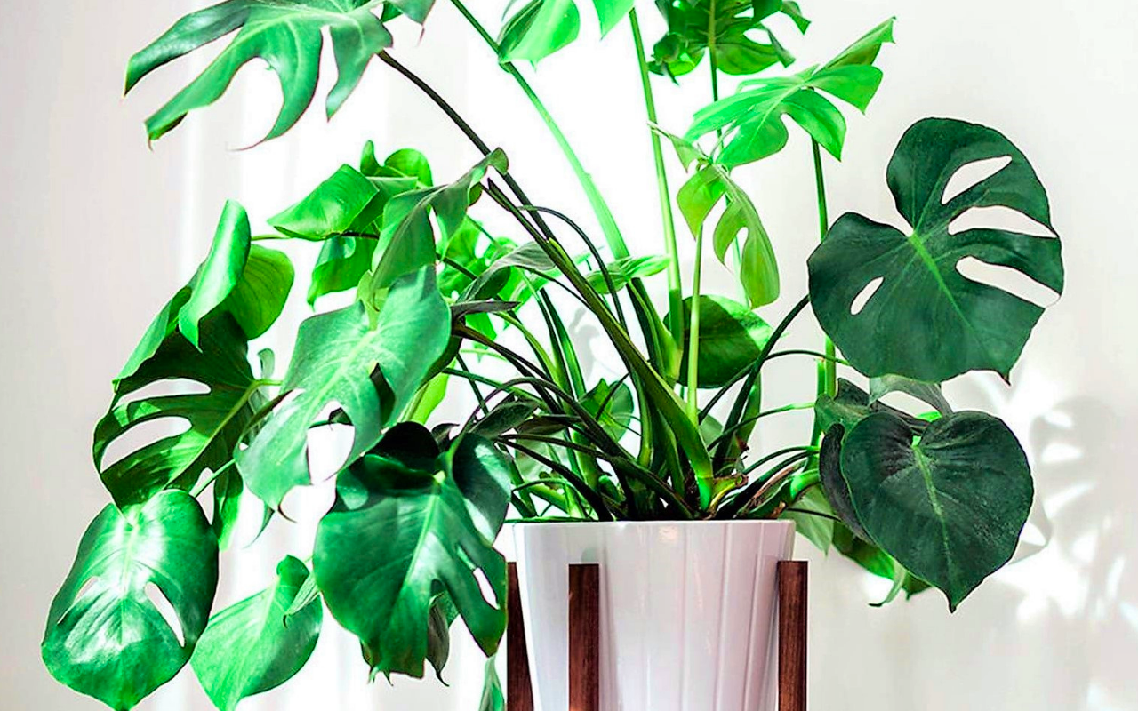 Bijzondere Monstera Deliciosa ‘Gatenplant’ ↕ 70 - 80 cm gemeten incl pot!