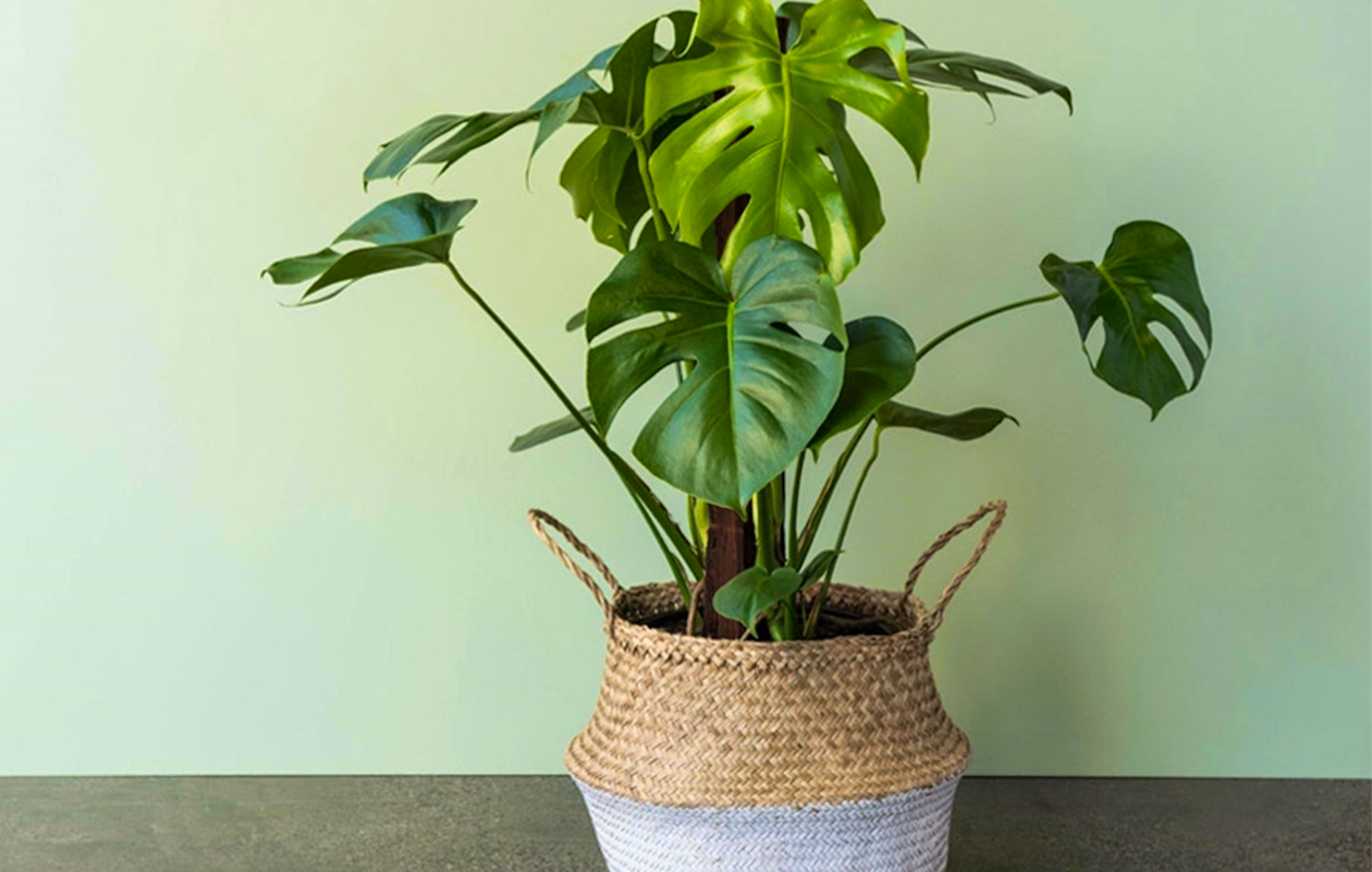 Bijzondere Monstera Deliciosa ‘Gatenplant’ ↕ 70 - 80 cm gemeten incl pot!