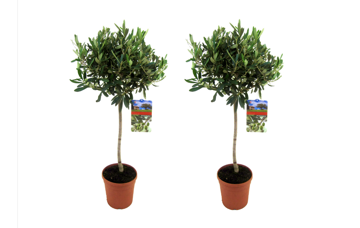 2 XL olijfbomen op stam hoogte ↕ 90 - 100 cm!