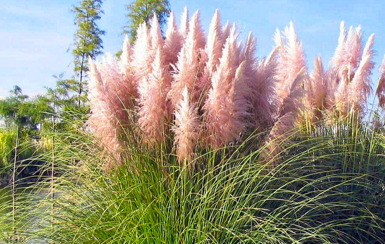 Set van 3 Roze Pampas grassen ↕ 25 - 40 cm!