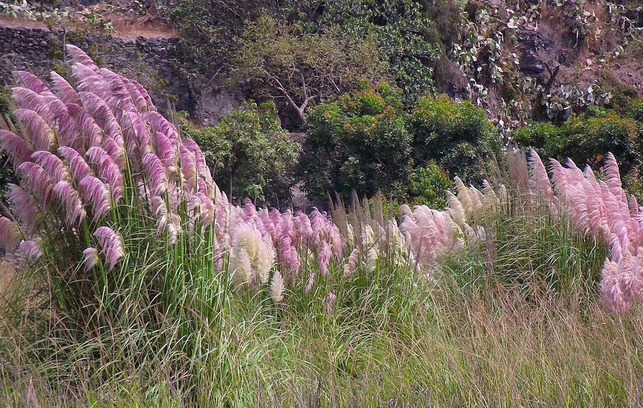 Set van 3 Roze Pampas grassen ↕ 25 - 40 cm!