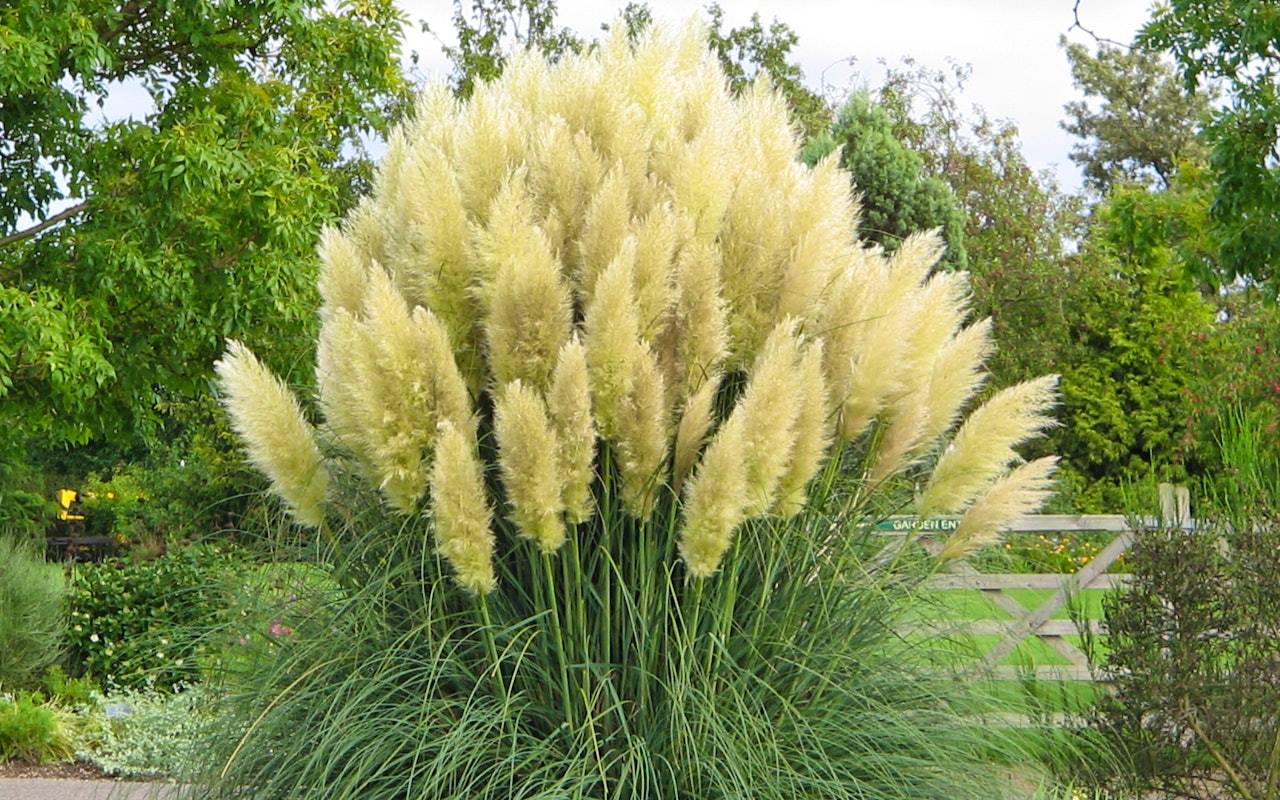Set van 3 Witte Pampas grassen ↕ 25 - 40 cm!
