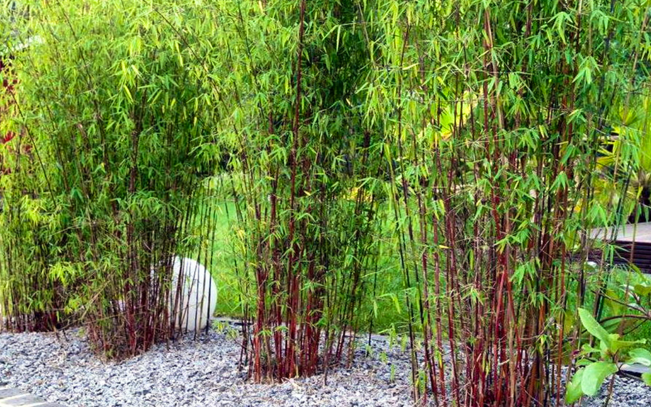 Set van 3 exclusieve rode bamboe struiken!