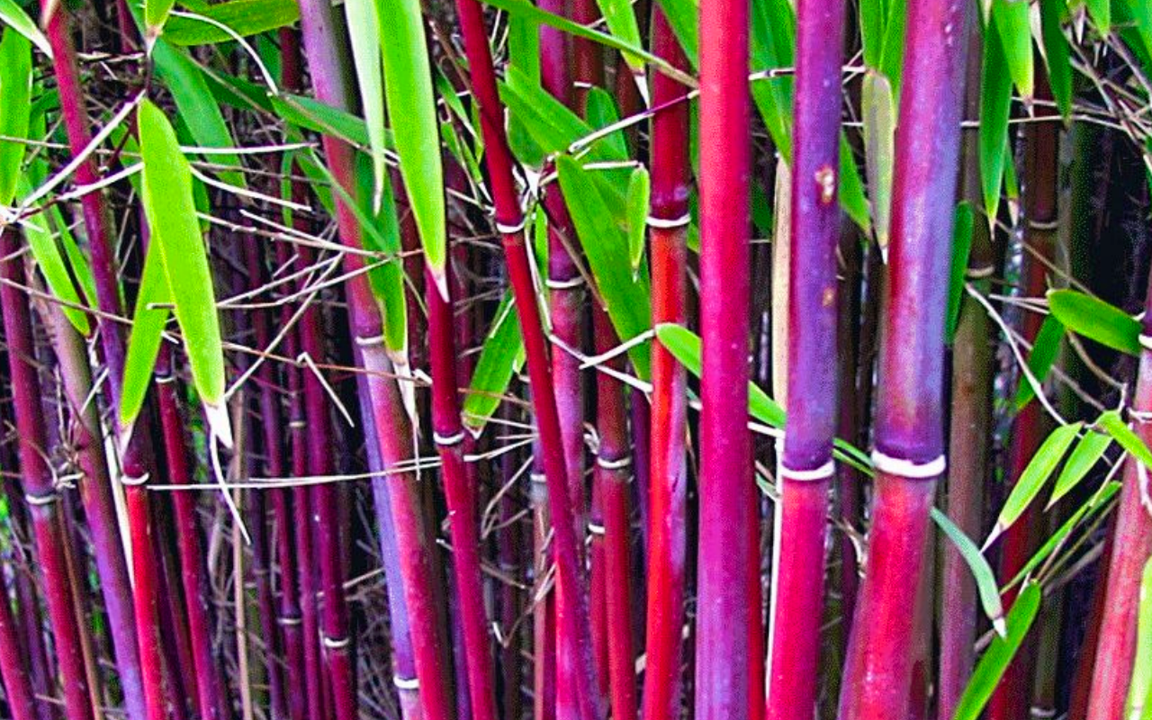 Set van 3 exclusieve rode bamboe struiken!