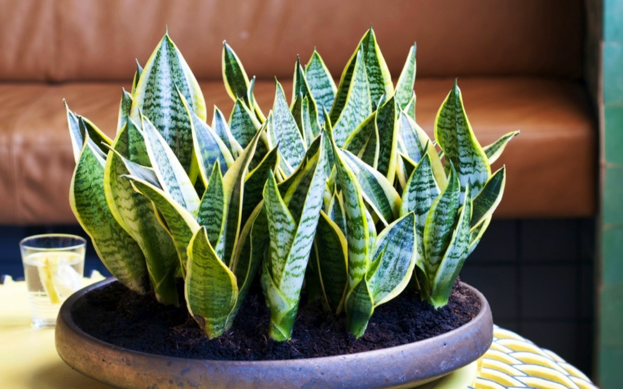 Set van 2 Sansevieria planten ↕ 25 - 40 cm gemeten incl pot!