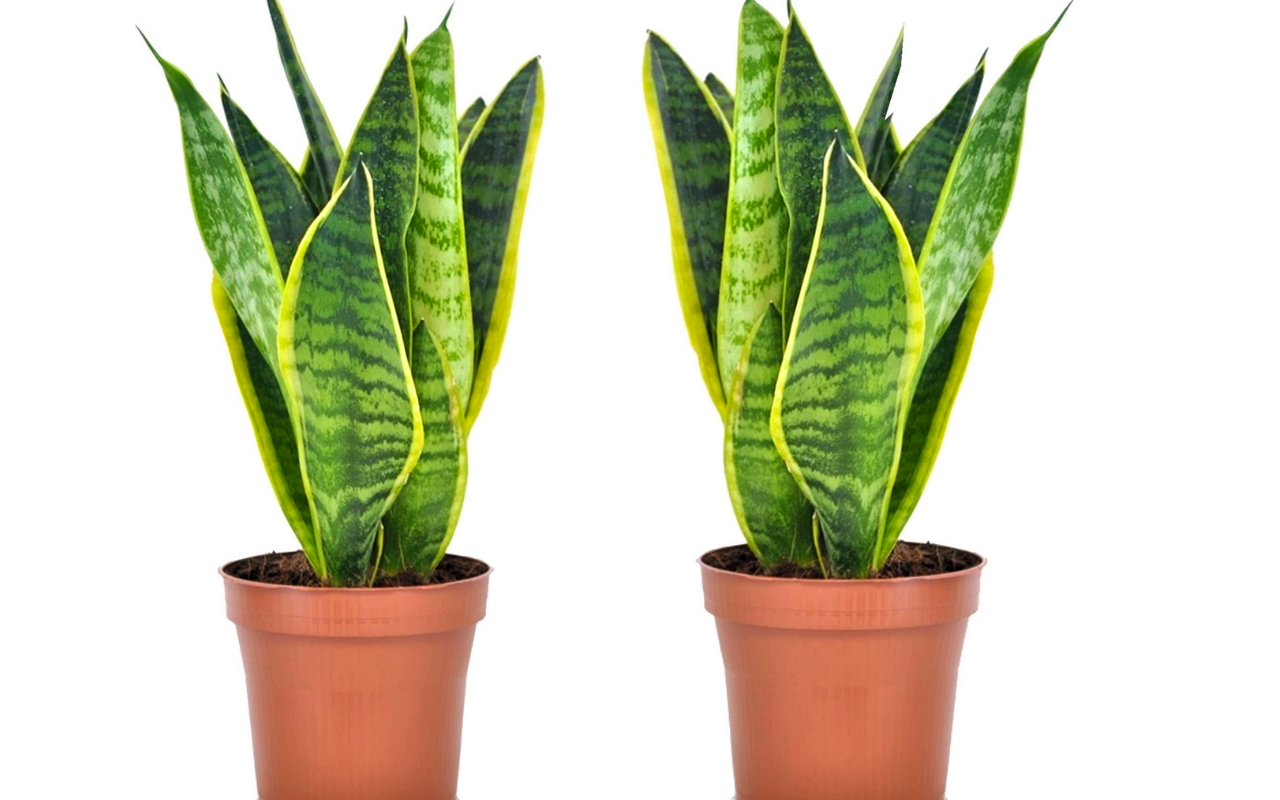 Set van 2 Sansevieria planten ↕ 25 - 40 cm gemeten incl pot!