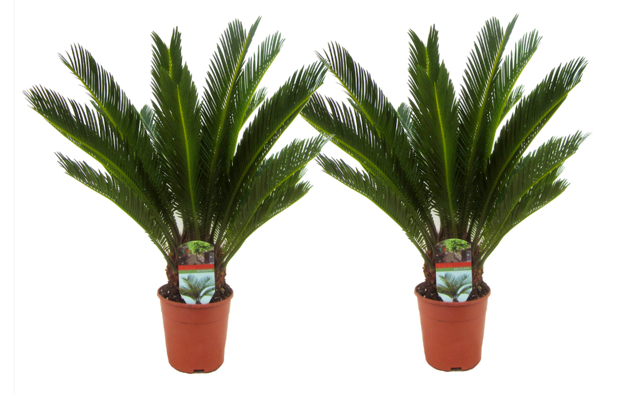 Set van 2 prachtige King Sago palmbomen!
