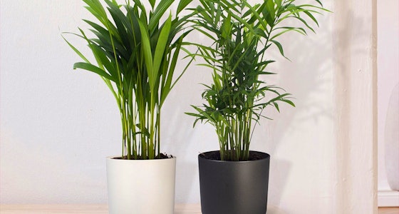 Set van 2 luchtzuiverende planten!