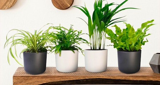 Set van 4 luchtzuiverende planten!