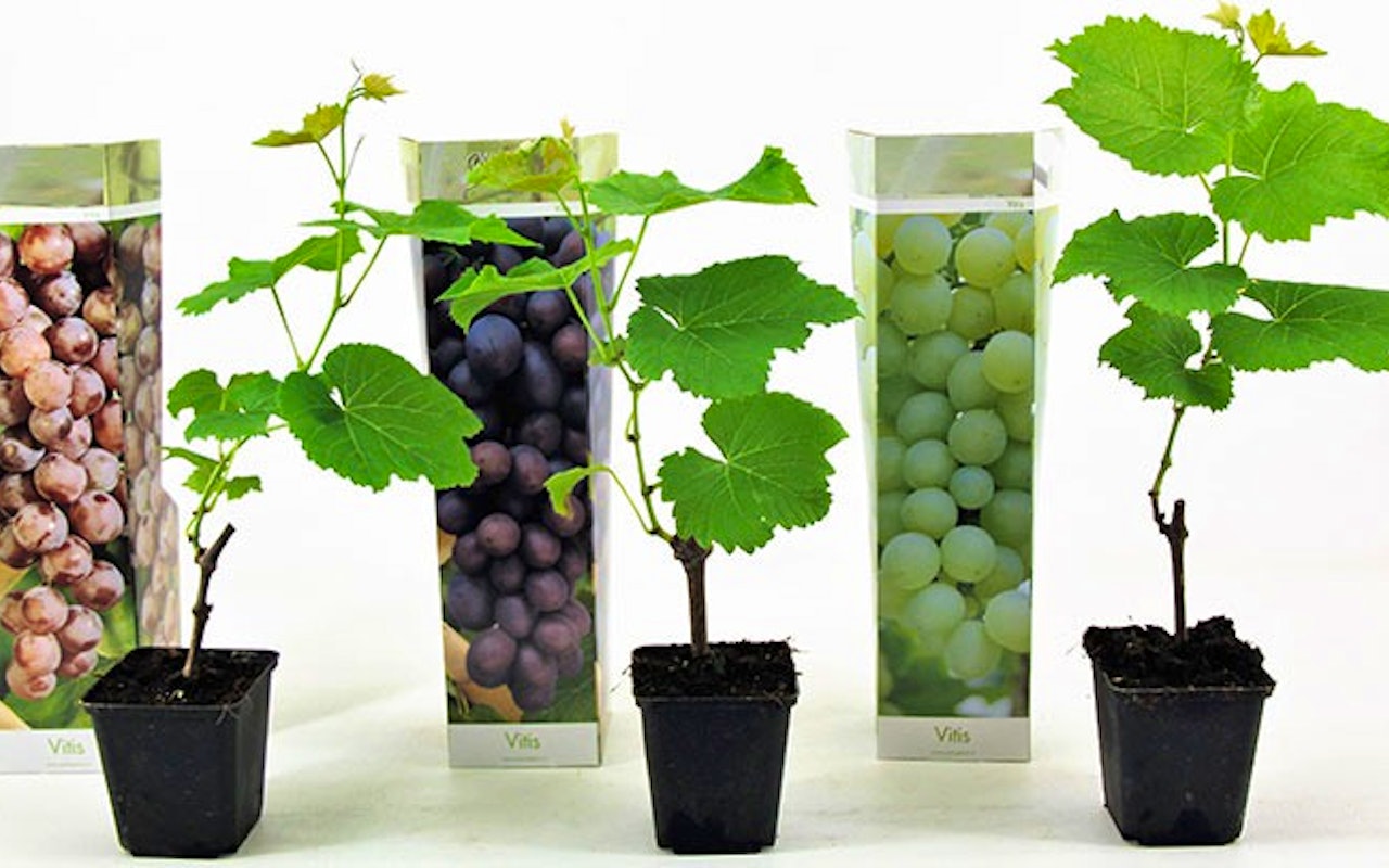 Set van 3 druivenplanten in 3 kleuren!