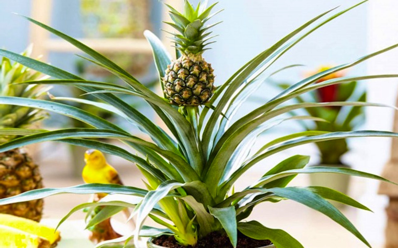 Fleur je huis op met deze trendy ananasplant!