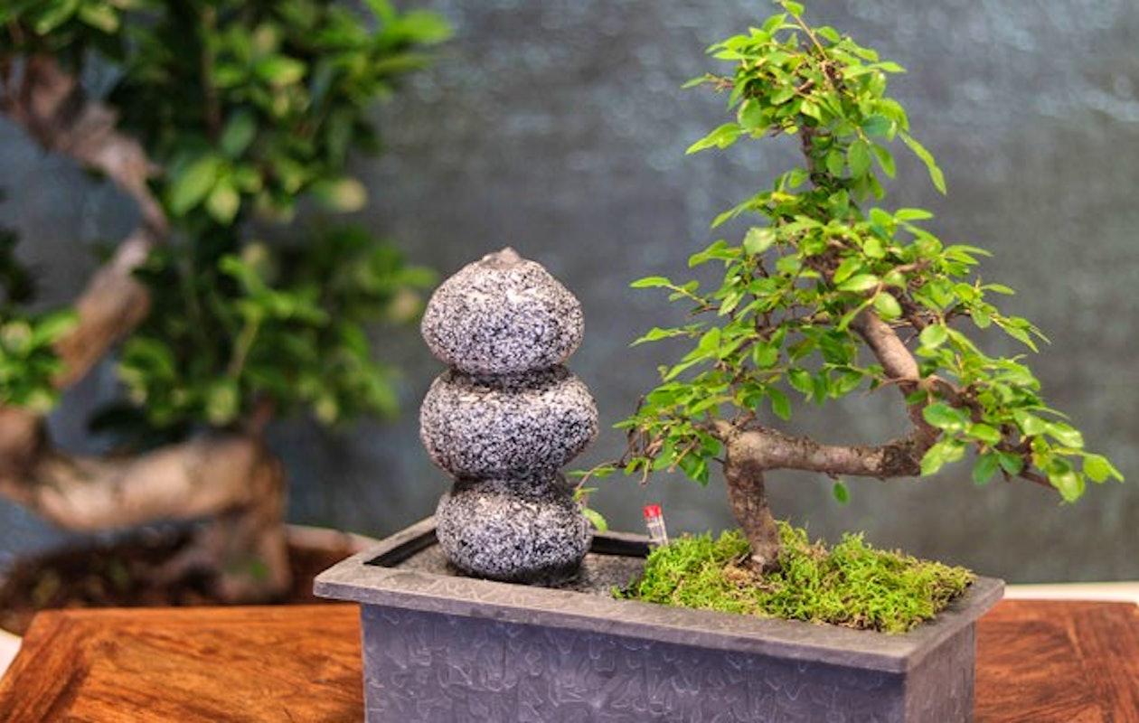 Echte Chinese Bonsai boom met werkende waterval!